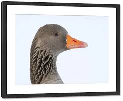 Attēlu rezultāti vaicājumam “Anser anser adult”