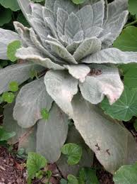 Attēlu rezultāti vaicājumam “Verbascum thapsus leaf”