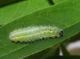 Attēlu rezultāti vaicājumam “Zygaena viciae”