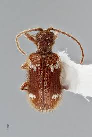 Attēlu rezultāti vaicājumam “Ptinus sp. female”