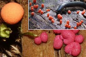 Attēlu rezultāti vaicājumam “Comatricha meandrispora macro”