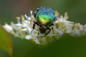Attēlu rezultāti vaicājumam “Cetonia aurata”