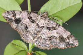 Attēlu rezultāti vaicājumam “Cleora cinctaria”