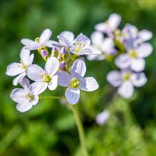 Attēlu rezultāti vaicājumam “Cardamine pratensis flower”