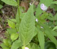 Attēlu rezultāti vaicājumam “Hesperis matronalis leaf”