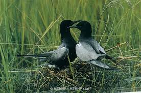 Attēlu rezultāti vaicājumam “Chlidonias niger eggs”