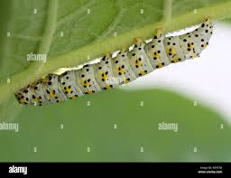 Attēlu rezultāti vaicājumam “Cucullia verbasci”