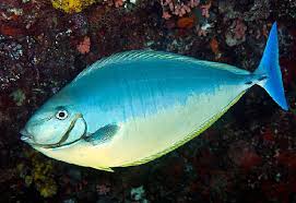 Image result for Naso hexacanthus