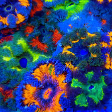 Attēlu rezultāti vaicājumam “Anemone”