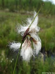 Attēlu rezultāti vaicājumam “Eriophorum angustifolium flower”