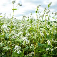 Attēlu rezultāti vaicājumam “Fagopyrum esculentum”