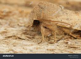 Attēlu rezultāti vaicājumam “Orthosia incerta”