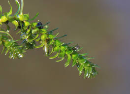 Attēlu rezultāti vaicājumam “Elodea canadensis”