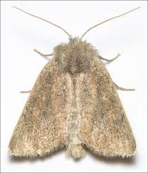 Attēlu rezultāti vaicājumam “Chortodes fluxa”