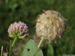 Attēlu rezultāti vaicājumam “Trifolium fragiferum”