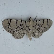 Attēlu rezultāti vaicājumam “Eupithecia venosata”