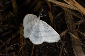 Attēlu rezultāti vaicājumam “Cabera pusaria”