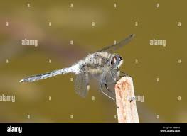 Attēlu rezultāti vaicājumam “Leucorrhinia albifrons female”