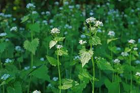 Image result for Alliaria petiolata