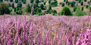 Attēlu rezultāti vaicājumam “Calluna vulgaris”