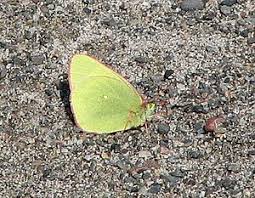 Attēlu rezultāti vaicājumam “Colias palaeno male”