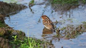 Image result for Emberiza pusilla