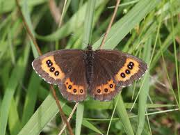 Attēlu rezultāti vaicājumam “Erebia ligea upperside”