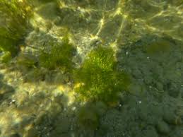 Attēlu rezultāti vaicājumam “Najas major”