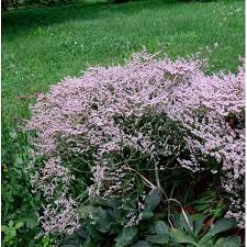 Attēlu rezultāti vaicājumam “Conioselinum tataricum”