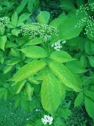 Attēlu rezultāti vaicājumam “Sambucus nigra leaf”