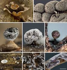 Attēlu rezultāti vaicājumam “Diderma testaceum sessile”