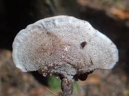 Attēlu rezultāti vaicājumam “Phellodon tomentosus”