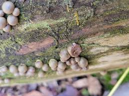 Attēlu rezultāti vaicājumam “Lycogala confusum spores”