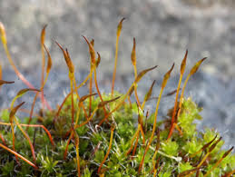 Attēlu rezultāti vaicājumam “Syntrichia”