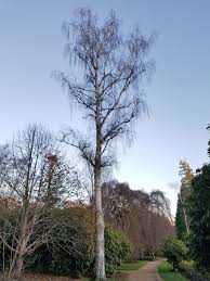 Attēlu rezultāti vaicājumam “Betula pendula var. carelica”