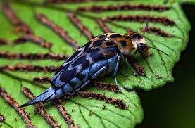 Attēlu rezultāti vaicājumam “Mordellidae”