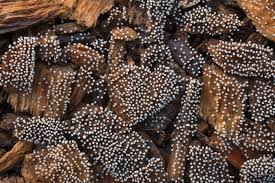 Attēlu rezultāti vaicājumam “Physarum globuliferum spores”