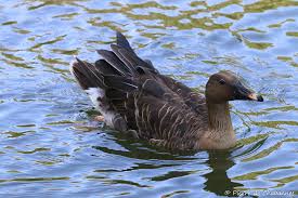 Image result for Anser fabalis