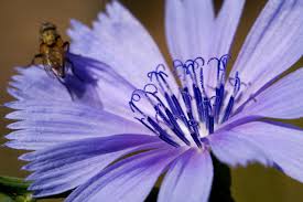 Image result for Cichorium intybus