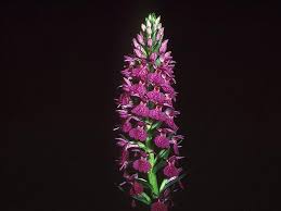 Attēlu rezultāti vaicājumam “Dactylorhiza ochroleuca bud”