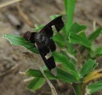 Attēlu rezultāti vaicājumam “Exoprosopa capucina”