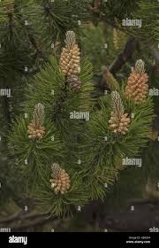 Attēlu rezultāti vaicājumam “Pinus mugo male flower”