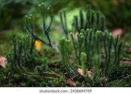 Attēlu rezultāti vaicājumam “Huperzia selago”