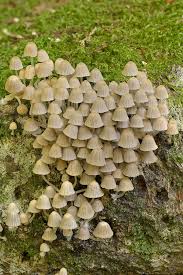 Attēlu rezultāti vaicājumam “Coprinus disseminatus”