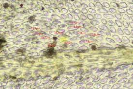 Attēlu rezultāti vaicājumam “Abietinella abietina”