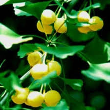 Attēlu rezultāti vaicājumam “Ginkgo biloba female flower”