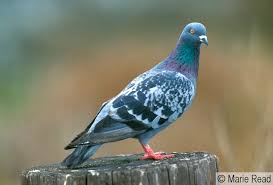 Attēlu rezultāti vaicājumam “Columba livia f. domestica adult”