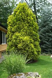 Attēlu rezultāti vaicājumam “Thuja occidentalis”