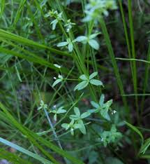 Attēlu rezultāti vaicājumam “Galium trifidum”