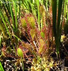 Attēlu rezultāti vaicājumam “Drosera anglica leaf”